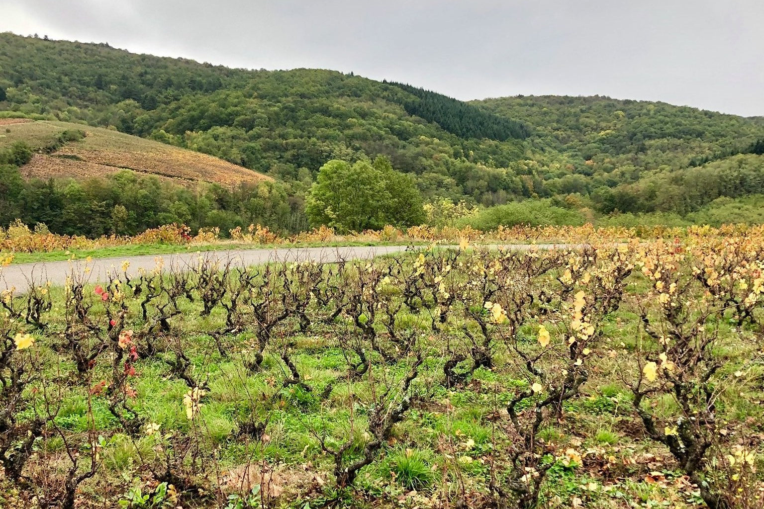 Domaine des Jeunes Pousses