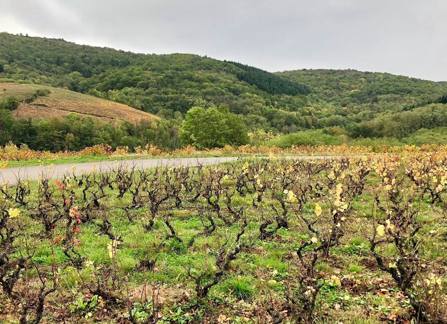 Domaine des Jeunes Pousses